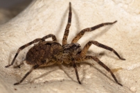La Zoropse  pattes pineuses. Une femelle (Araneae - Zoropsidae - Zoropsis spinimana)